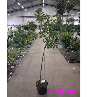 Laburnum wat. 'Vossii' C 10 L